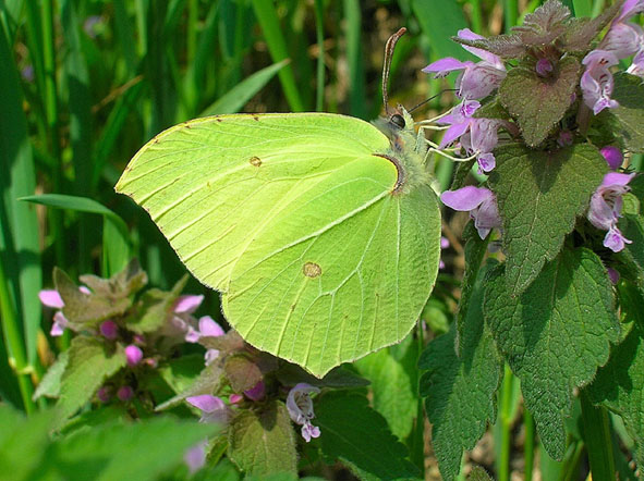 La stagione delle Gonepteryx